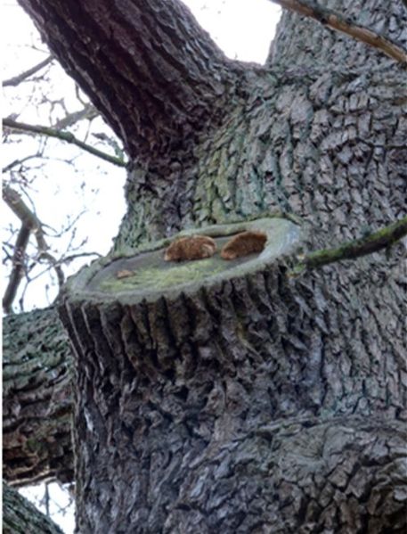 Small brackets developing 12m up a mature oak on an old pruning wound in Harlow, Essex
